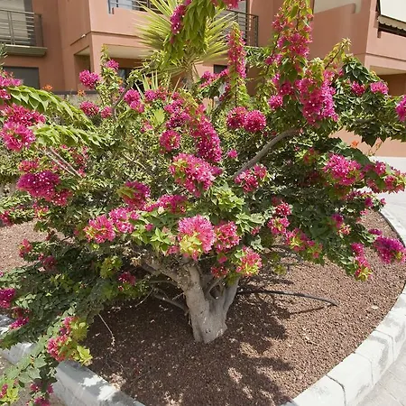 Appartamento Apartamento Sotavento Iii